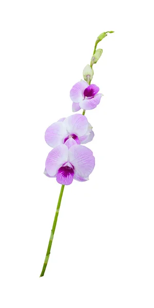 Ramo de orquídea — Foto de Stock
