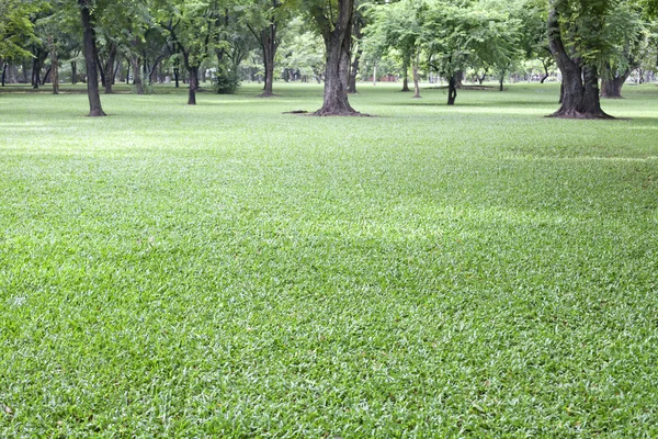 Зеленая трава в общественном парке в качестве естественного фона — стоковое фото