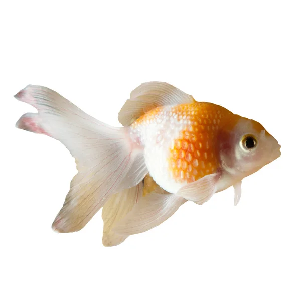 Gold fish — Stock Photo, Image