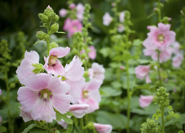 Ροζ λουλούδια στον καταπράσινο κήπο — Φωτογραφία Αρχείου