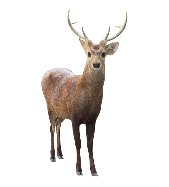 Deer — Stock Photo, Image