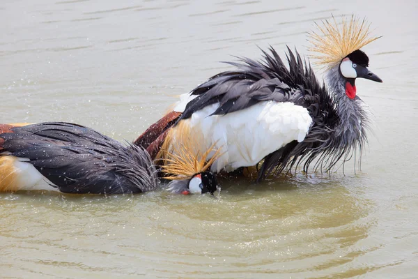 Grey Crowned Crane washing in natural water pool — Stock Photo, Image