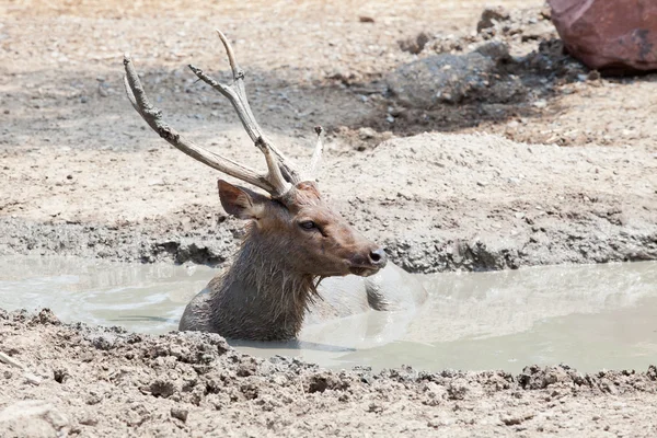 Herten in de modder vijver — Stockfoto