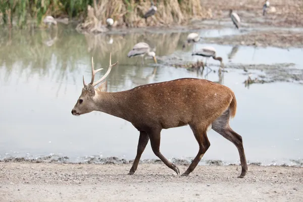 Herten lopen — Stockfoto