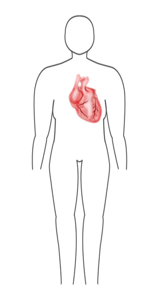 Cuerpo humano y corazón — Foto de Stock