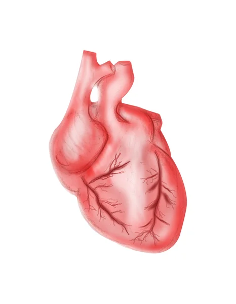 Illustration of red heart isolated white — Stock Photo, Image