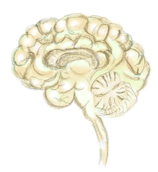 Um desenho ilustrado do cérebro — Fotografia de Stock