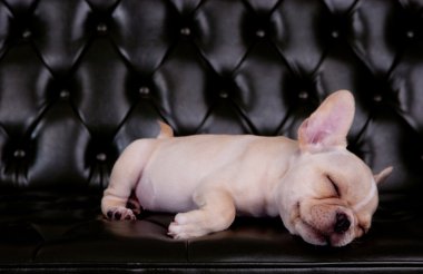 boğa köpek asleeping siyah sofa masa üzerinde Fransız