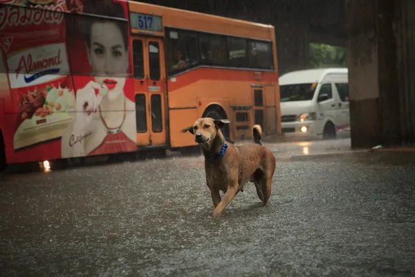 BANGKOK THAILAND - SEP14 : steet dog crossing sudden flood afte — Stock Photo, Image