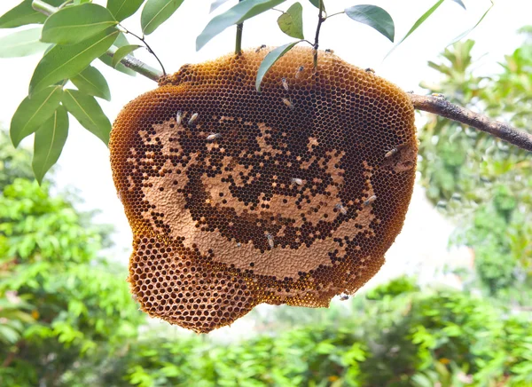 Colmena en rama de árbol — Foto de Stock