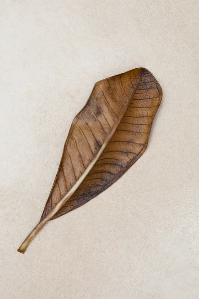 Suchy liść frangipani na mable tekstura kamień — Zdjęcie stockowe