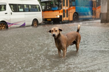Zavallı sokak köpeği ayakta yağmur taşkın su