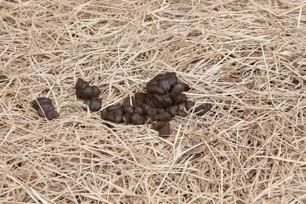 Estrume de cavalo na relva seca — Fotografia de Stock