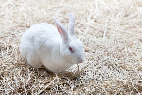 White rabbish on dry grass — Stock Photo, Image