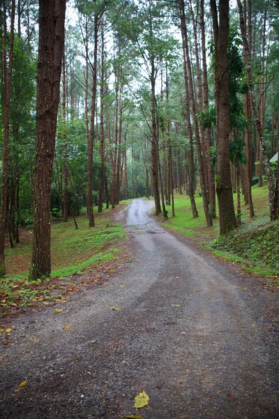 Ζούγκλα διαδρομή σε πευκοδάσος — Φωτογραφία Αρχείου