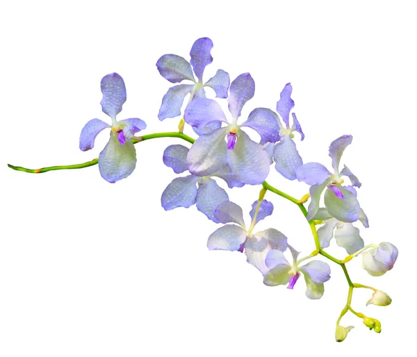 Lila vanda coerulea orkidé blomma isolerad på vita bak — Stockfoto