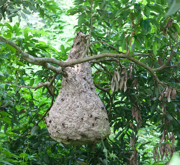 Gniazdo szerszeni w drzewo — Zdjęcie stockowe