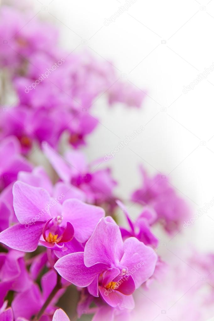 Beautiful of tropical orchid flower blooming show shallow depth