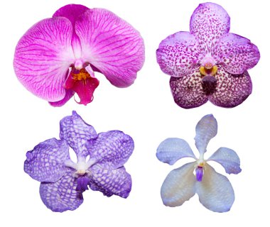 tropikal orkide çiçek çeşitleri renk ve biçim whit üzerinde izole