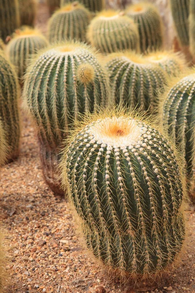 Cactus echinopsis calochlora i gröna huset — Stockfoto