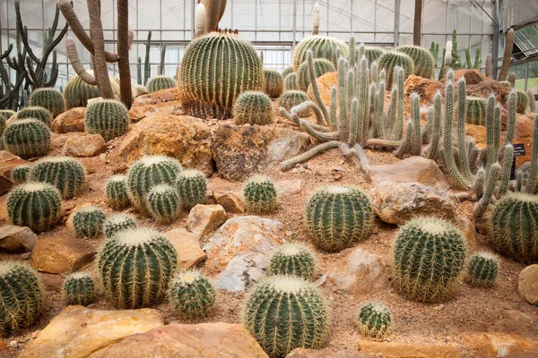 Cactus plant in green house use for multipurpose — Stock Photo, Image