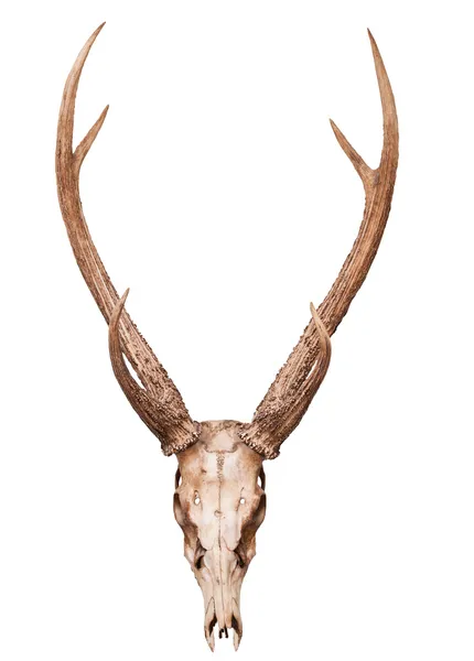 Cuerno de cráneo de ciervo samba aislado en backgorund blanco — Foto de Stock
