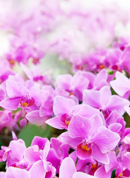 Vacker tropisk orkidé blomma blommande Visa grunt djup — Stockfoto