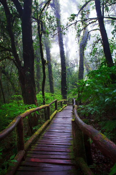 Colline forêt à feuilles persistantes du parc national Doi Inthanon — Photo