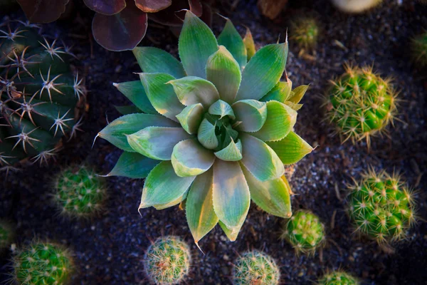 Cactus plant in groen huis gebruik voor multifunctionele — Stockfoto