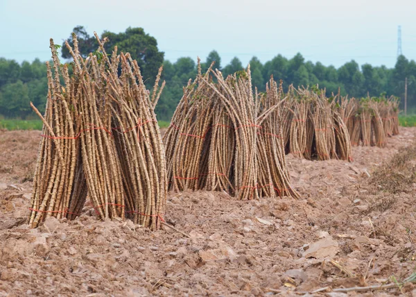 Preparação da mandioca na plantação — Fotografia de Stock