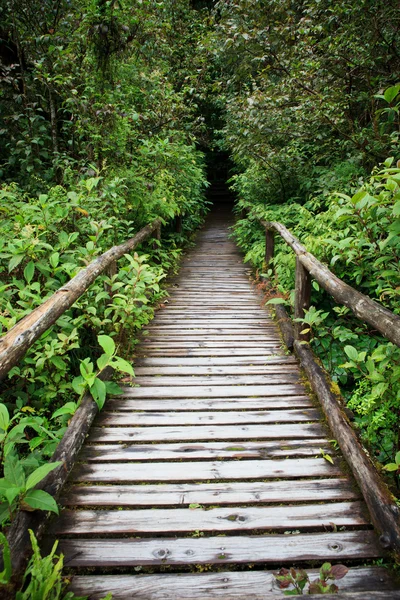 Camino de madera a pie en la colina bosque siempreverde de Doi Inthanon Chia — Foto de Stock