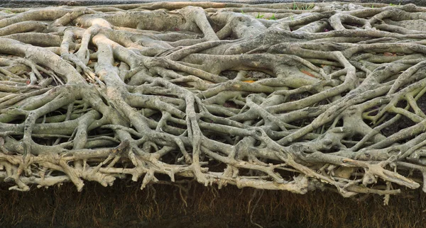 Πραγματικά φωτογραφία του φυσική μορφή δέντρο ρίζας — Φωτογραφία Αρχείου