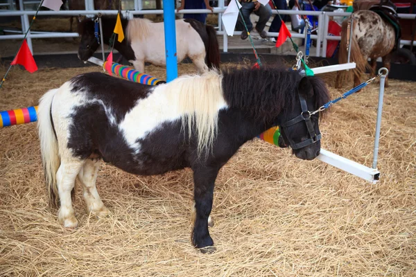 Dwarf horse in ranch farm — Stock Photo, Image