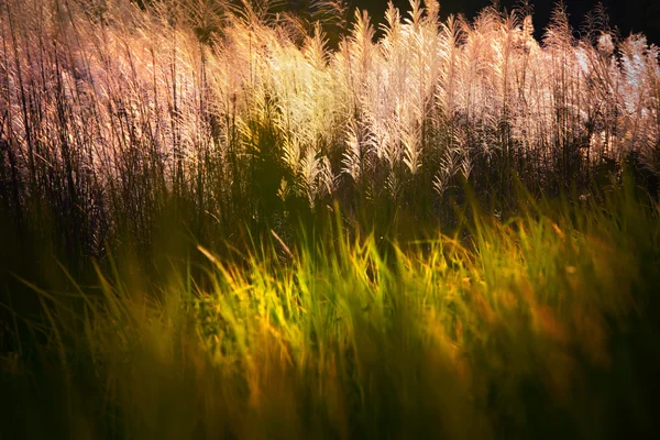 Flor de grama com luz de borda bonita — Fotografia de Stock