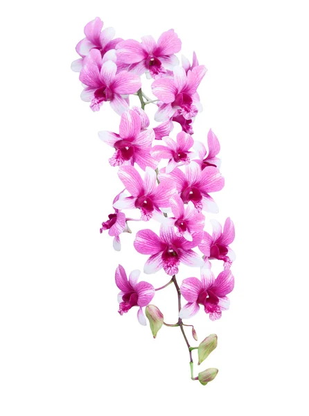 Bukett i lila orkidé blomma isolerad på vit bakgrund — Stockfoto