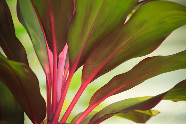 Schöne rote und grüne Blätter der Baumpflanze — Stockfoto