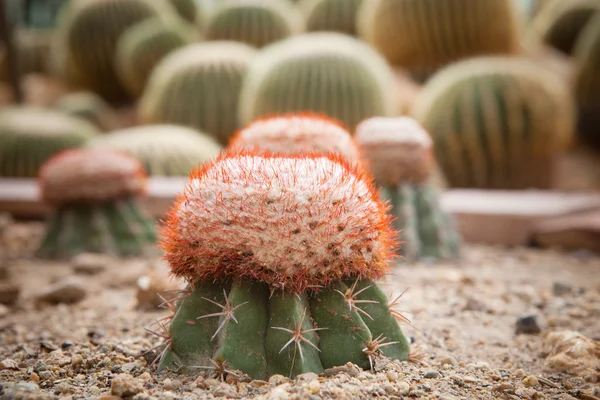 Close up red cactus on sand soil in green house — Stock Photo, Image