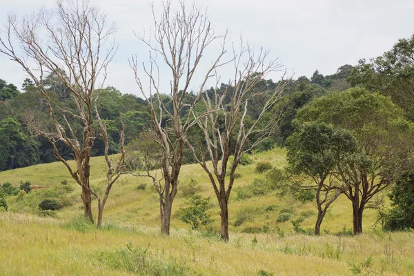 Dead tree in the grass field — Stock Photo, Image