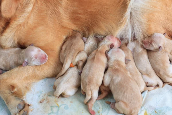 En gruppe av første dag av golden retriever valper naturlig skudd og mamma – stockfoto