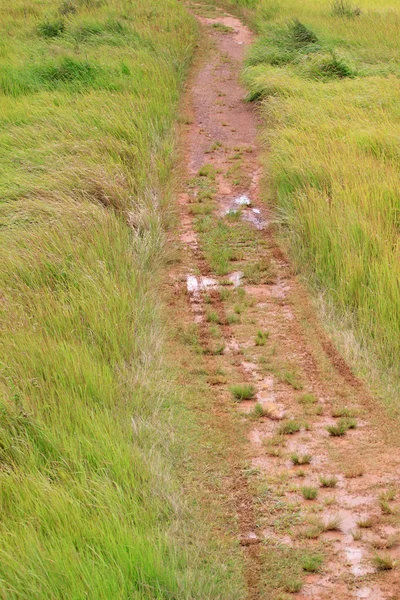 Groen gras weg — Stockfoto