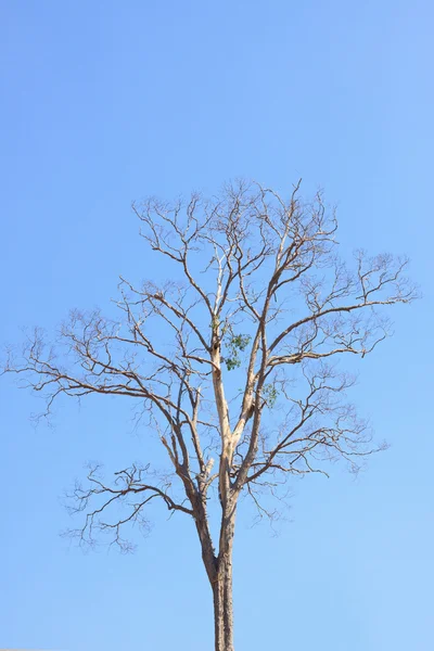 Ξηρό δέντρο και το γαλάζιο του ουρανού — Φωτογραφία Αρχείου