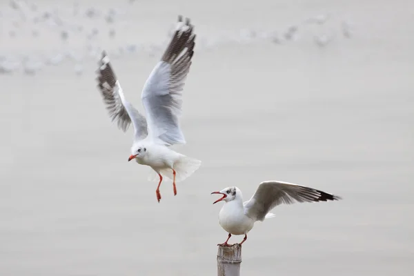 Sea gull ptaków — Zdjęcie stockowe