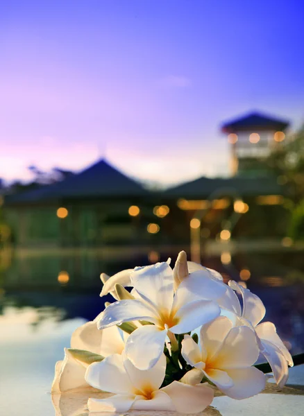 Close up de flor de frangipani ao lado da piscina de água com céu cremoso no fundo da noite — Fotografia de Stock