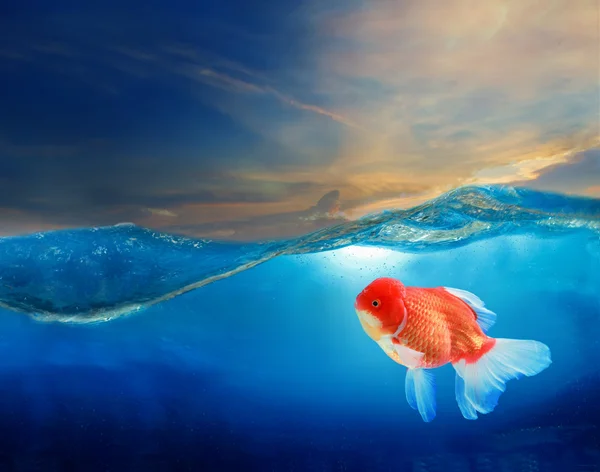 Gold fish under blue water with beautiful dramatic sky — Stock Photo, Image
