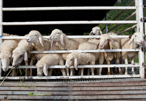 Zbliżenie twarzy owiec w gospodarstwie ranczo — Zdjęcie stockowe