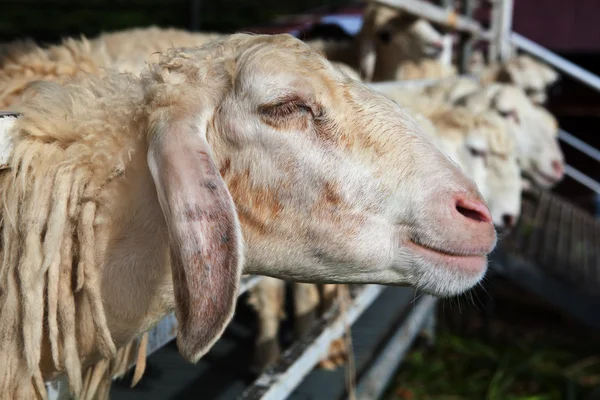 Close up of sheep face in ranch farm — Stock Photo, Image