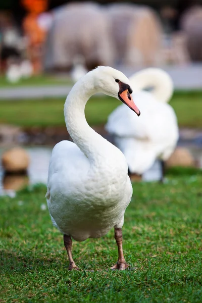 white swans on green grass field