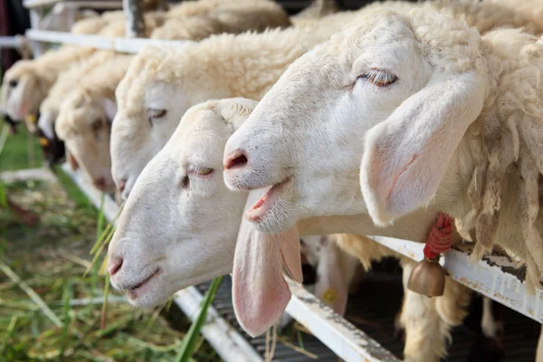 Κοντινό πλάνο του προσώπου πρόβατα σε αγρόκτημα αγρόκτημα — Φωτογραφία Αρχείου