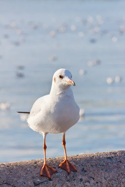 Gaivota do mar em pé na ponte de cimento — Fotografia de Stock