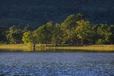 park açık ve güzel manzara ile temiz su ön plan ağacında
